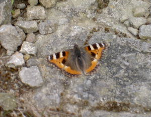 Small Tortoiseshell